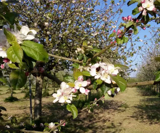 Un pommier de la cidrerie Rosko finistère